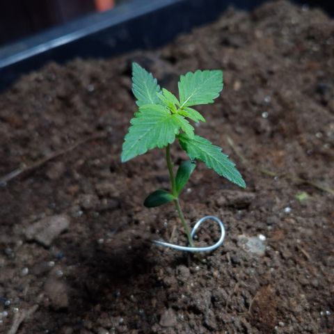 Auto Mac 51 - F1 growlog timeline photo