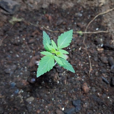 Auto Mac 51 - F1 growlog timeline photo