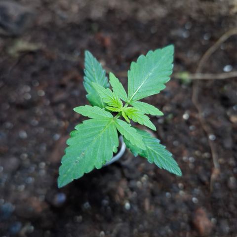 Auto Mac 51 - F1 growlog timeline photo