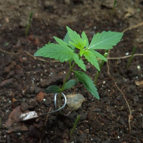 Auto Mac 51 - F1 growlog timeline photo
