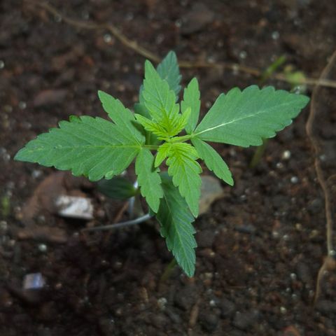 Auto Mac 51 - F1 growlog timeline photo