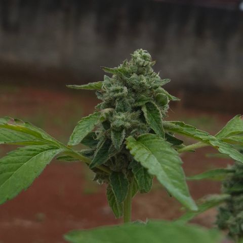 Velhinho growlog timeline photo
