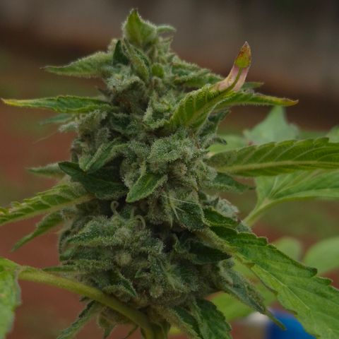 Velhinho growlog timeline photo