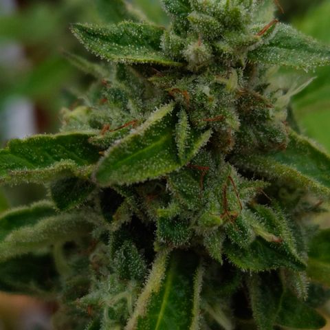 Velhinho growlog timeline photo