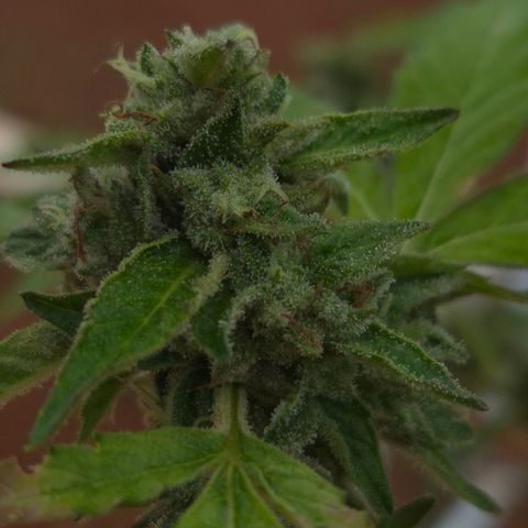 Velhinho growlog timeline photo
