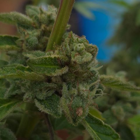 Velhinho growlog timeline photo