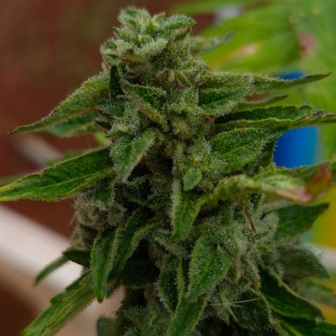 Velhinho growlog timeline photo
