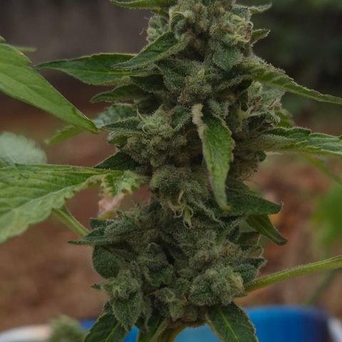 Velhinho growlog timeline photo