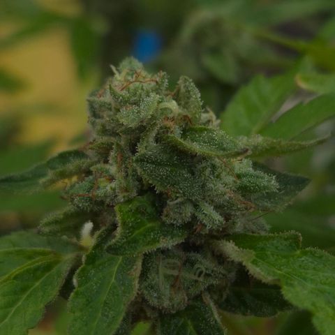 Velhinho growlog timeline photo