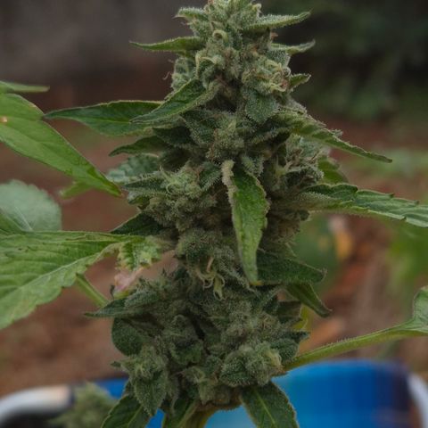 Velhinho growlog timeline photo