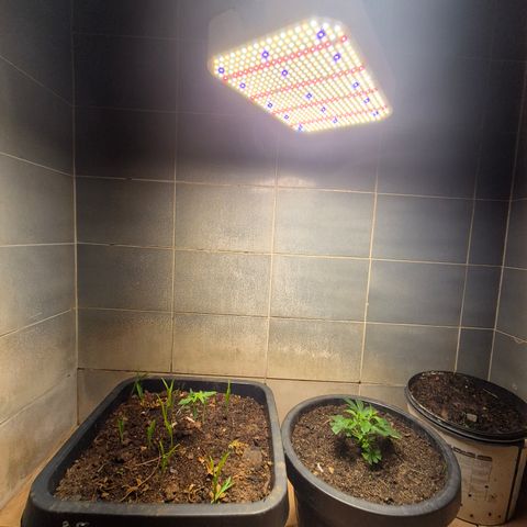 Auto Mac 51 - F1 growlog timeline photo