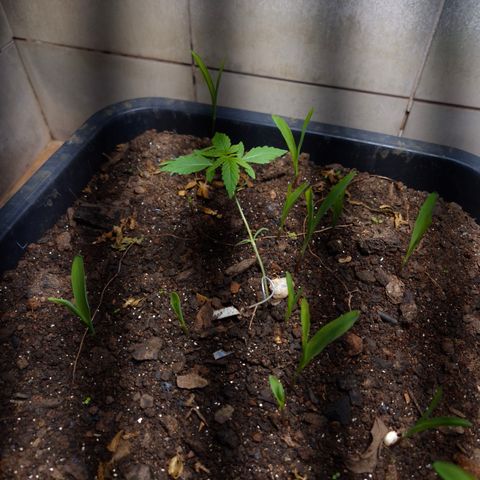 Auto Mac 51 - F1 growlog timeline photo