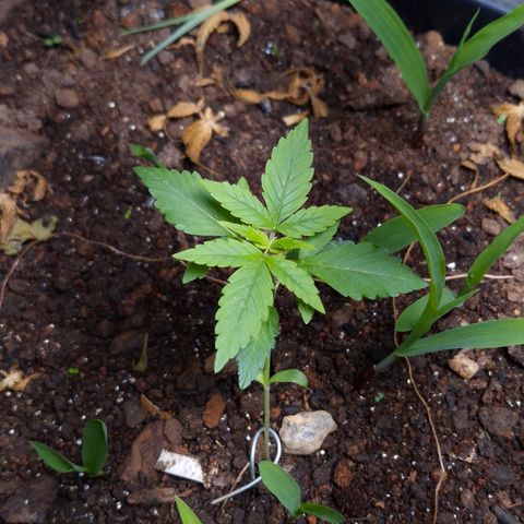 Auto Mac 51 - F1 growlog timeline photo