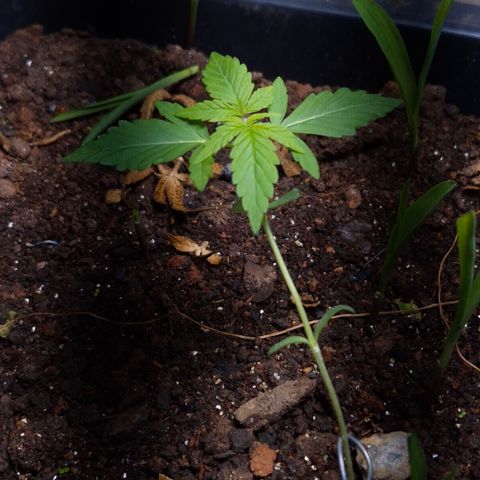 Auto Mac 51 - F1 growlog timeline photo