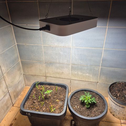Auto Mac 51 - F1 growlog timeline photo