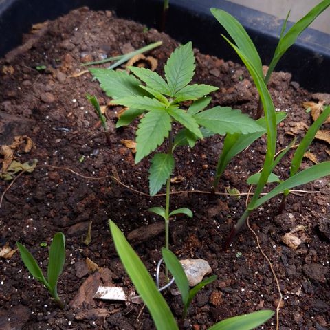Auto Mac 51 - F1 growlog timeline photo