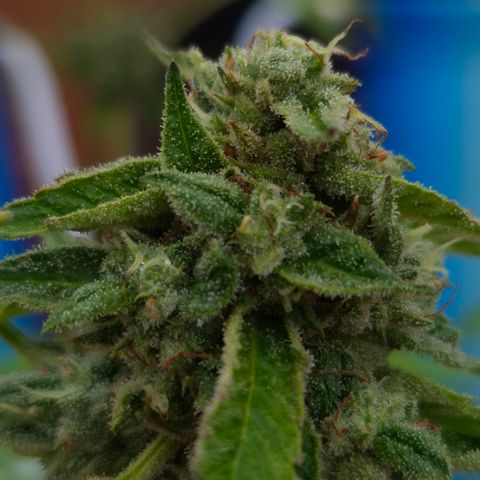 Velhinho growlog timeline photo