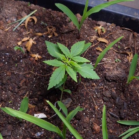 Auto Mac 51 - F1 growlog timeline photo