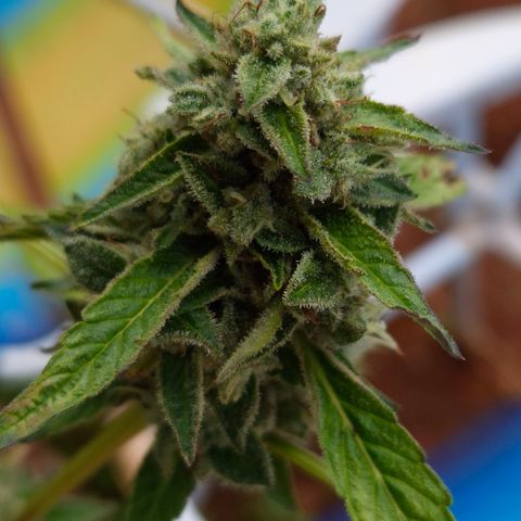 Velhinho growlog timeline photo