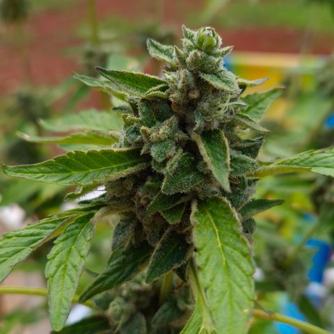 Velhinho growlog timeline photo