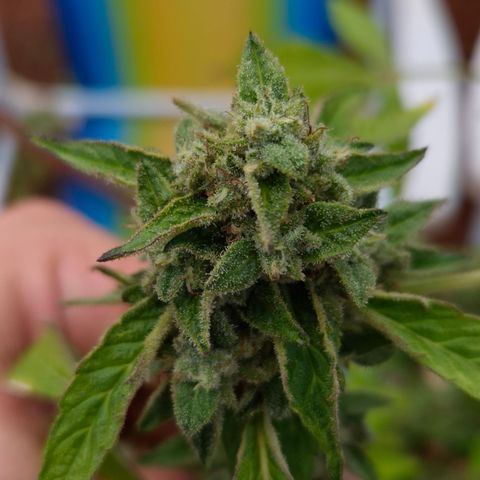 Velhinho growlog timeline photo