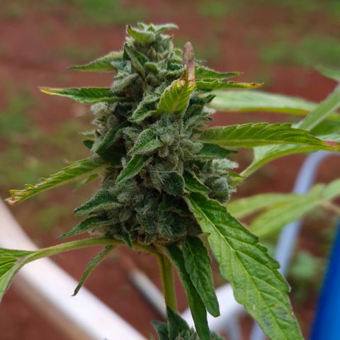 Velhinho growlog timeline photo