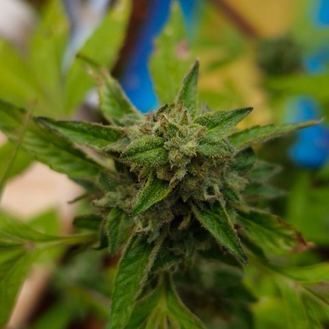 Velhinho growlog timeline photo