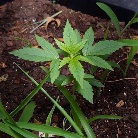 Auto Mac 51 - F1 growlog timeline photo