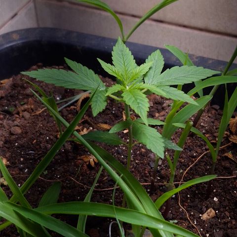 Auto Mac 51 - F1 growlog timeline photo