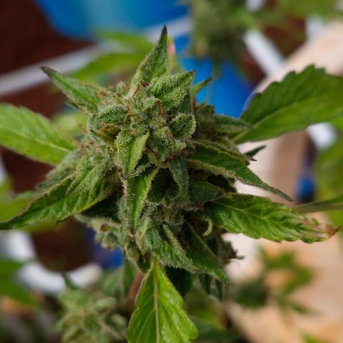 Velhinho growlog timeline photo