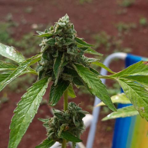 Velhinho growlog timeline photo