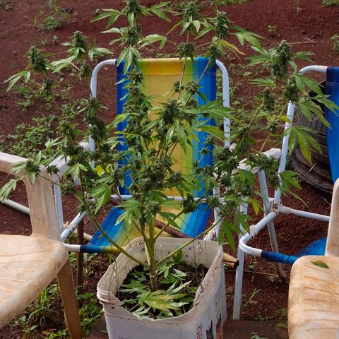 Velhinho growlog timeline photo