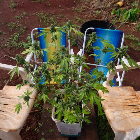 Velhinho growlog timeline photo