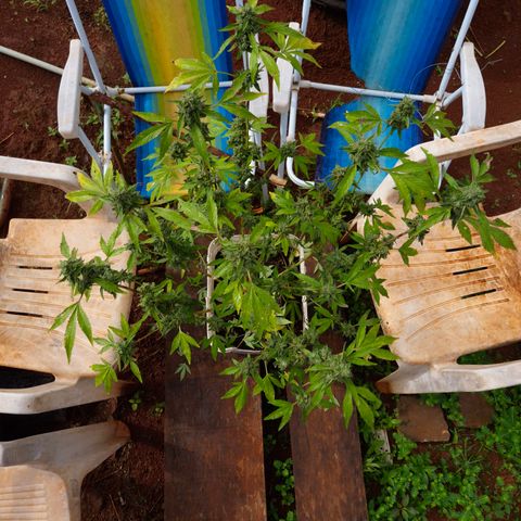 Velhinho growlog timeline photo