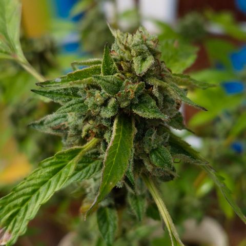 Velhinho growlog timeline photo