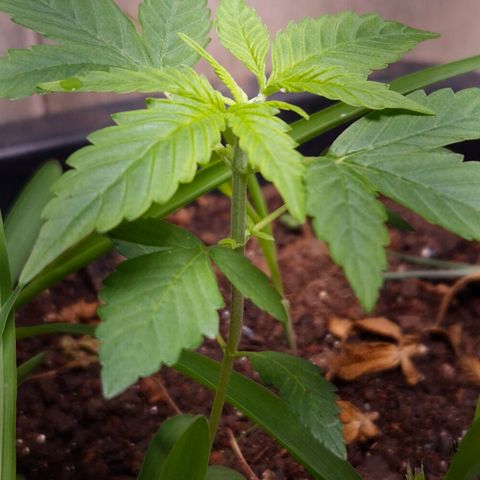 Auto Mac 51 - F1 growlog timeline photo