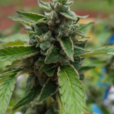 Velhinho growlog timeline photo