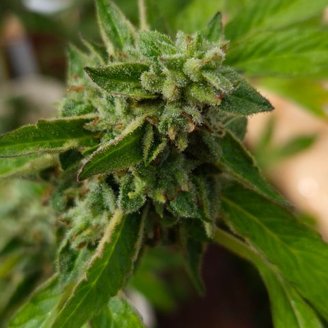 Velhinho growlog timeline photo
