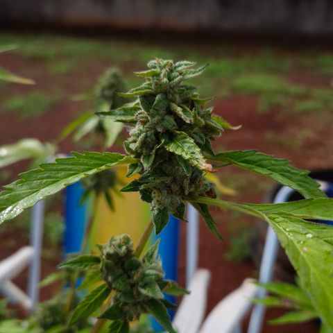 Velhinho growlog timeline photo