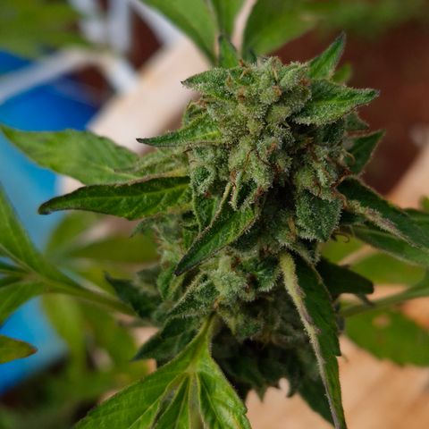 Velhinho growlog timeline photo