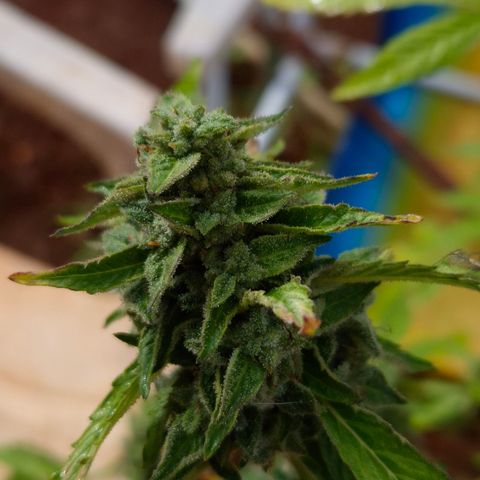 Velhinho growlog timeline photo