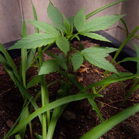 Auto Mac 51 - F1 growlog timeline photo
