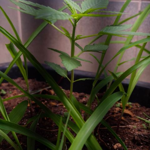 Auto Mac 51 - F1 growlog timeline photo