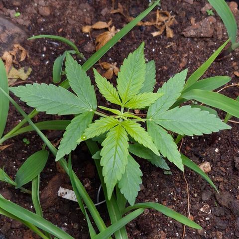 Auto Mac 51 - F1 growlog timeline photo