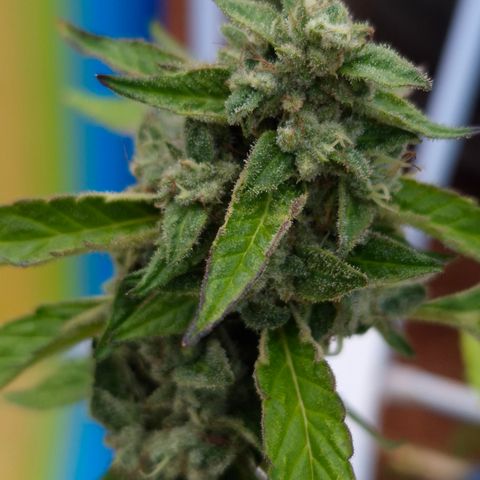 Velhinho growlog timeline photo
