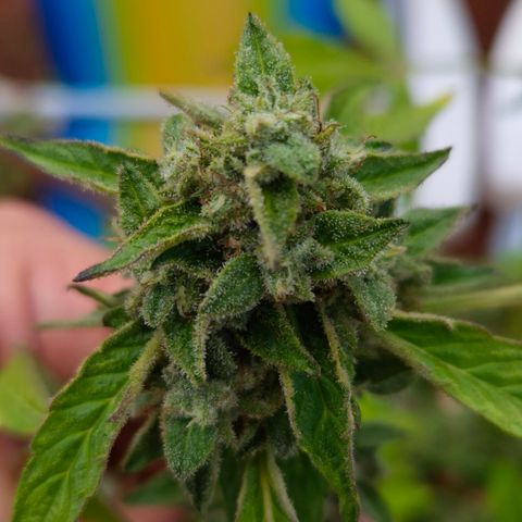 Velhinho growlog timeline photo