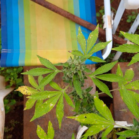 Velhinho growlog timeline photo