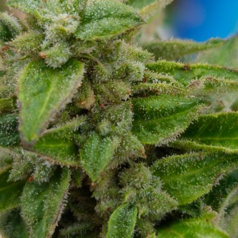 Velhinho growlog timeline photo