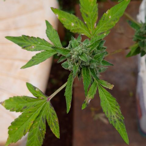 Velhinho growlog timeline photo
