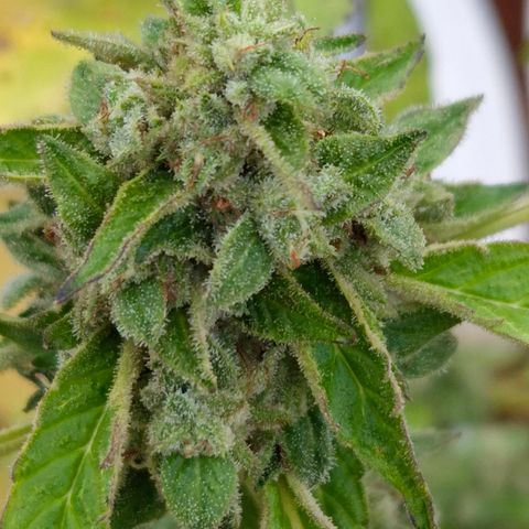Velhinho growlog timeline photo
